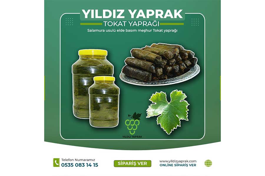 Yıldız yaprak meşhur tokat yaprağı